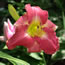 Hemerocallis Rock Lobster